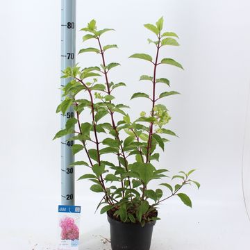 Hydrangea paniculata VANILLE FRAISE