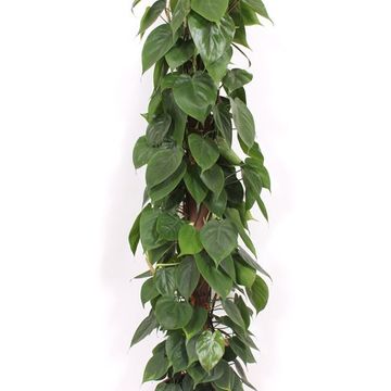 Philodendron scandens