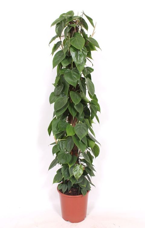 Philodendron scandens