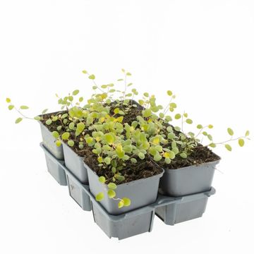 Muehlenbeckia axillaris