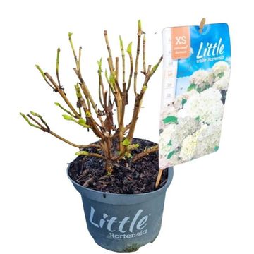 Hydrangea macrophylla 'Little White'