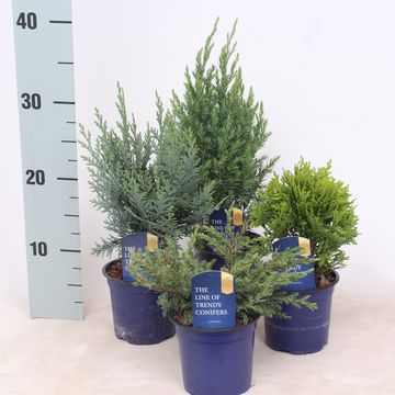 Conifers MIX