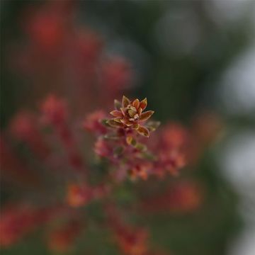 Podocarpus lawrencei 'Red Tip'