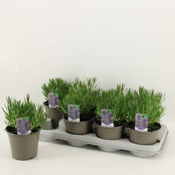 Lavandula angustifolia 'Dwarf Blue'