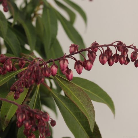 Pieris japonica GLOWING HEARTS
