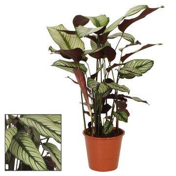 Calathea majestica 'Whitestar'