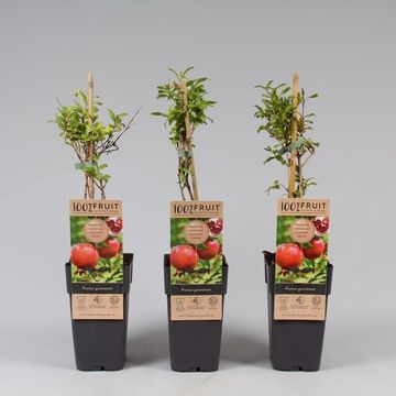 Punica granatum