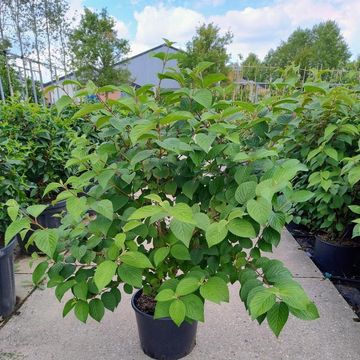 Viburnum plicatum OPENING DAY
