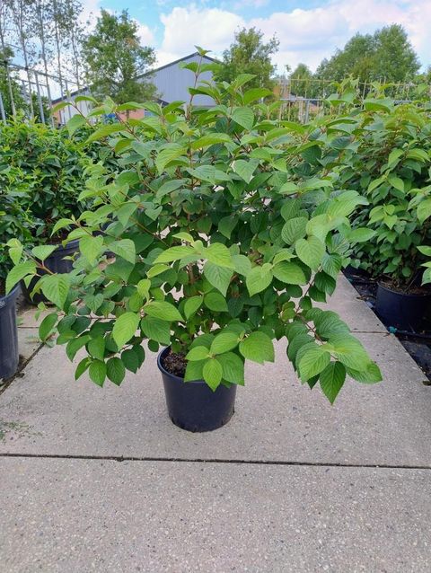 Viburnum plicatum OPENING DAY