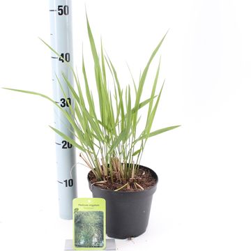 Panicum virgatum 'Rehbraun'