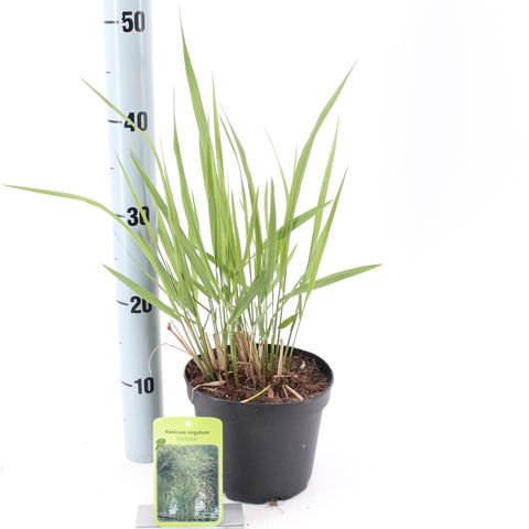 Panicum virgatum 'Rehbraun'