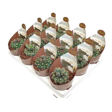 Gymnocalycium mesopotamicum