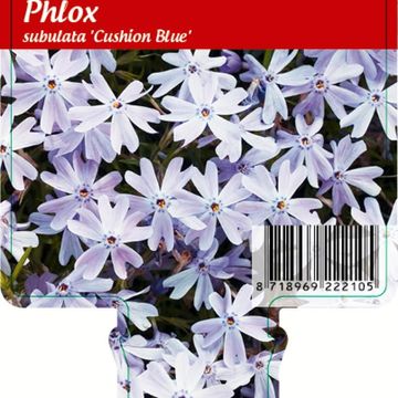 Phlox 'Emerald Cushion Blue'