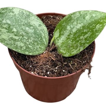 Hoya verticillata 'Nganjuk Splash'