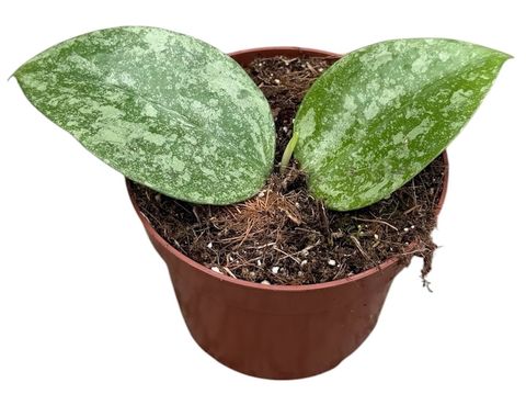 Hoya verticillata 'Nganjuk Splash'