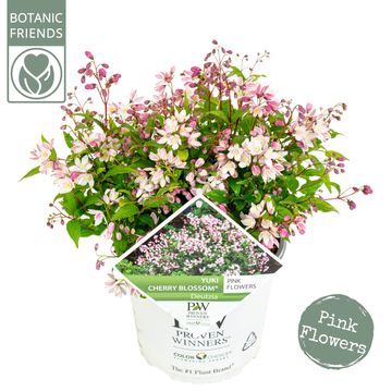 Deutzia YUKI CHERRY BLOSSOM