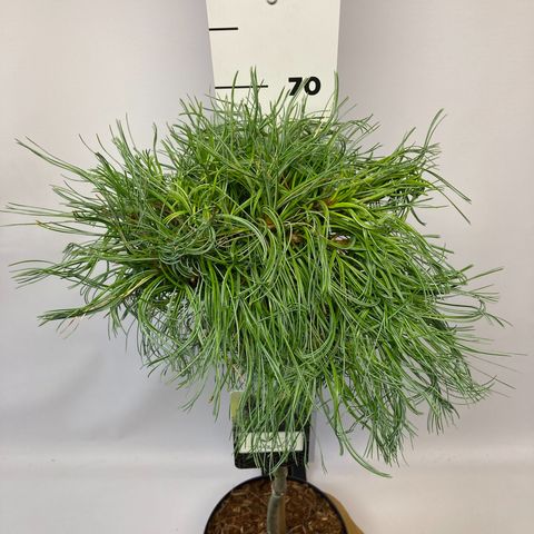 Pinus strobus 'Green Twist'