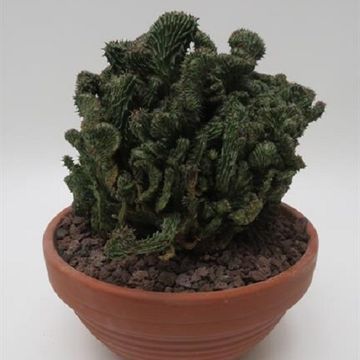 Euphorbia susannae 'Cristata'