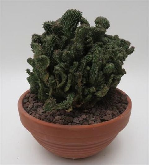 Euphorbia susannae 'Cristata'