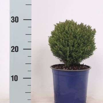 Thuja occidentalis 'Teddy'