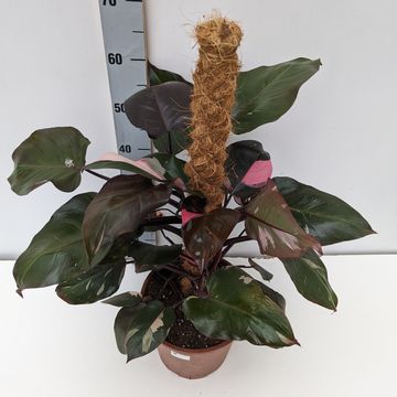 Filodendron 'Pink Princess'