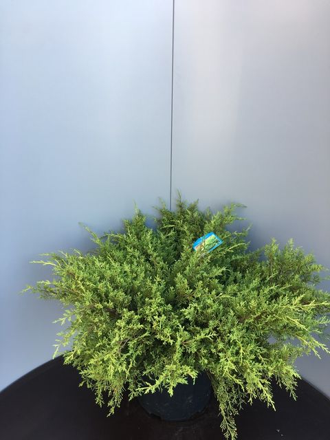 Juniperus x pfitzeriana 'Old Gold'