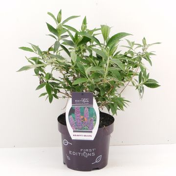 Buddleja davidii FUNKY FUCHSIA