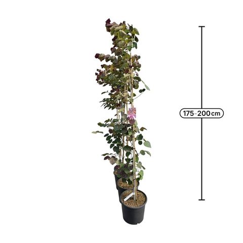 Cercis canadensis 'Merlot'