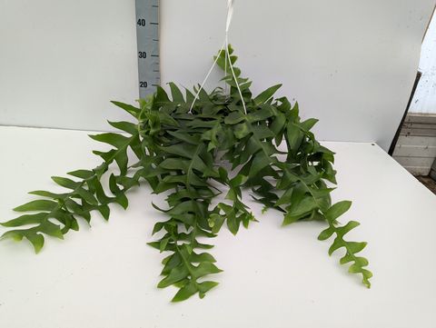 Epiphyllum chrysocardium 'Fishbone'