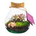 Järjestelyt Terrarium