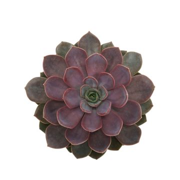 Echeveria 'Mina'