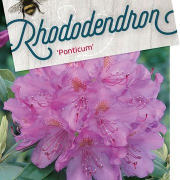 Rhododendron ponticum