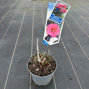 Hibiscus moscheutos CAROUSEL PINK PASSION