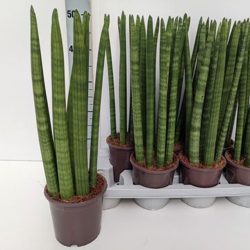 Sansevieria cylindrica 'Straight'