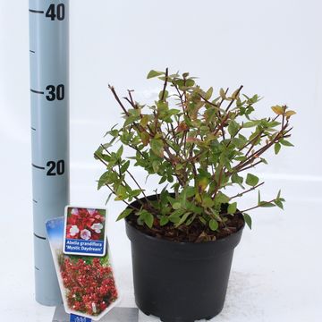 Abelia x grandiflora MYSTIC DAYDREAM