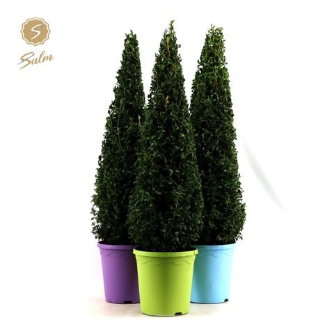 Buxus sempervirens