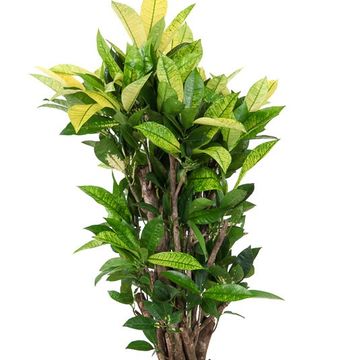 Codiaeum variegatum 'Brasilia'