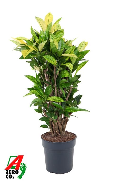 Codiaeum variegatum 'Brasilia'