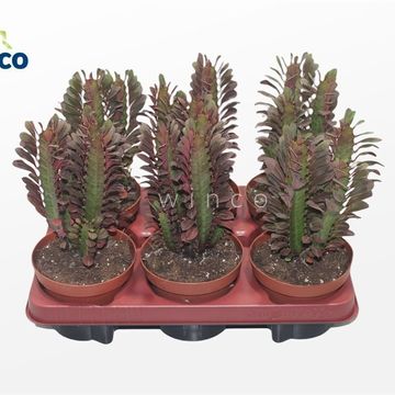 Euphorbia trigona 'Rubra'