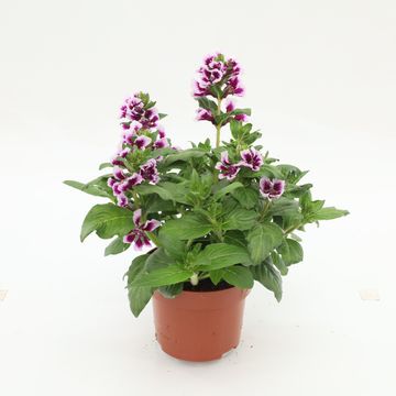 Cuphea hyssopifolia SWEET TALK LAVENDER SPLASH