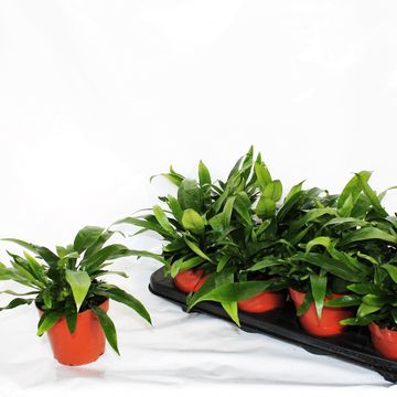 Aglaomorpha coronans