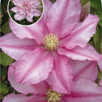 Clematis LASTING LOVE (EL)