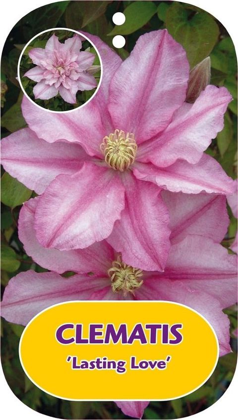 Clematis LASTING LOVE (EL)