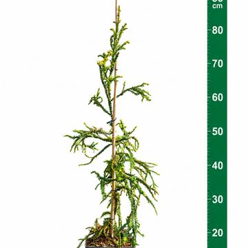Cryptomeria japonica 'Kyara Gold'