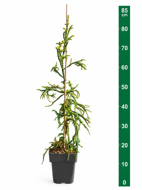 Cryptomeria japonica 'Kyara Gold'
