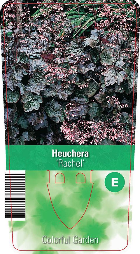 Heuchera 'Рахель'