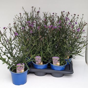 Verbena bonariensis 'Lollipop'