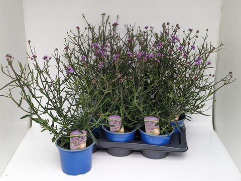 Verbena bonariensis 'Лоллипоп'