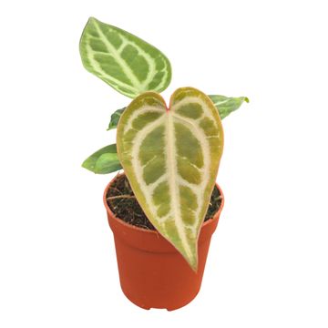 Anthurium 'Snow Queen'