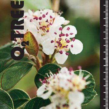 Cotoneaster apiculatus 'Blackburn'
